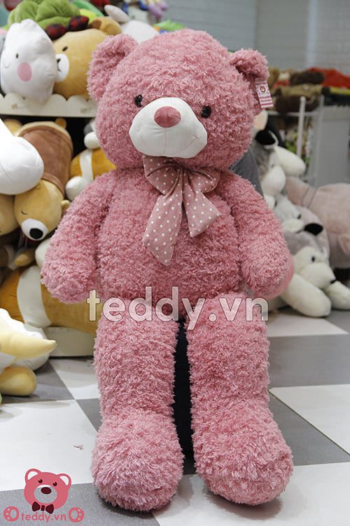 Teddy Xù