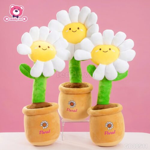 Chậu Hoa Daisy Bông