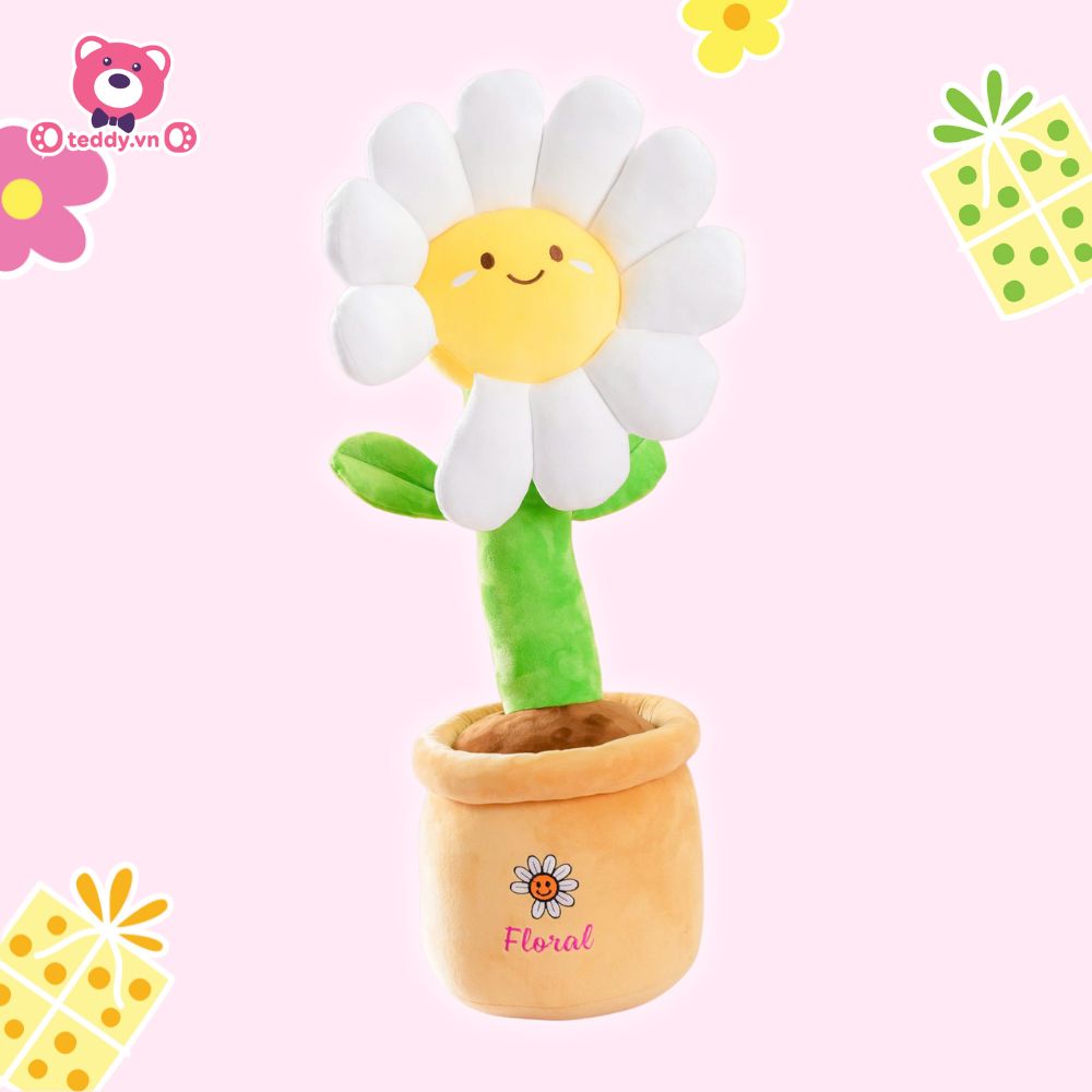 Chậu Hoa Daisy Bông